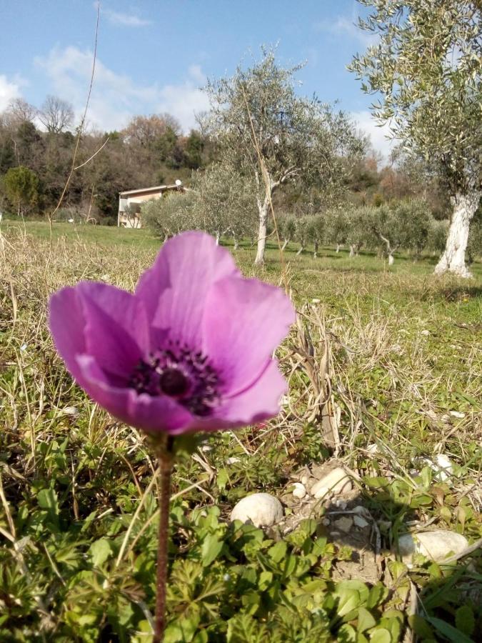 The Country Path B&B Toffia Dış mekan fotoğraf